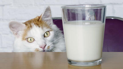 Gatos PURINA - os gatos devem beber leite?