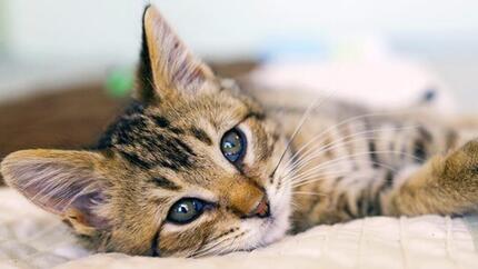 Preparar a sua casa para um gato