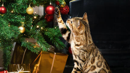 gato a brincar com bola de árvore de natal