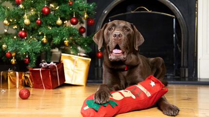 Labrador segurando meia de Natal