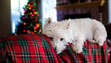 cão deitado numa manta festiva com árvore de natal por trás