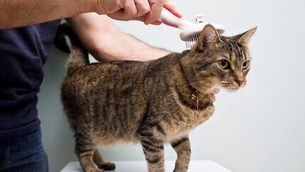 Gato a ser escovado para controlo da caspa