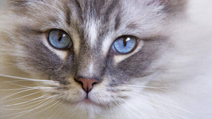  imagem de gato com olhos azuis