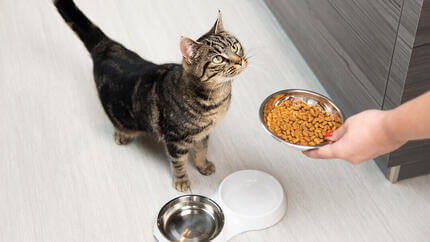 gato olhando para comida