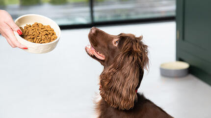  spaniel olhando para a tigela de comida de cachorro