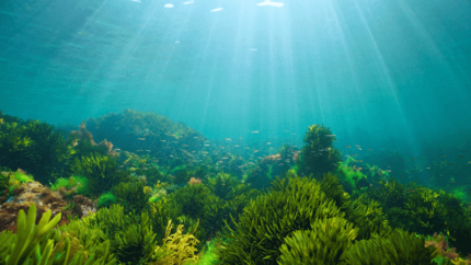 Programa de Restauração dos Oceanos