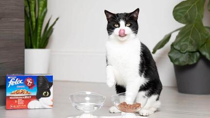gatos sénior