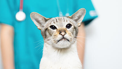 gato no veterinário