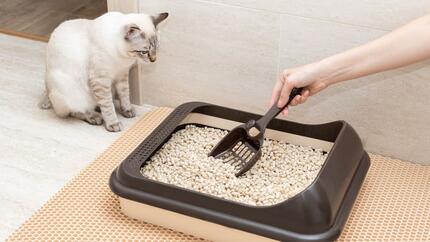 Fezes de gato: o que revelam a cor, a consistência e o cheiro