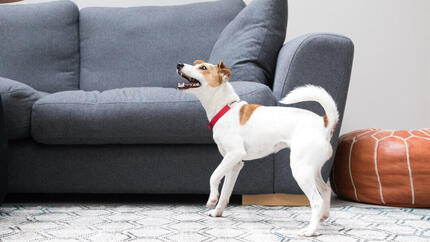 Pequeno cão ladrando em casa