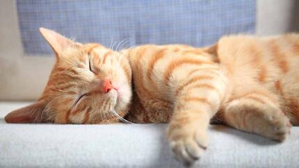 gato ruivo fofo a dormir no sofá