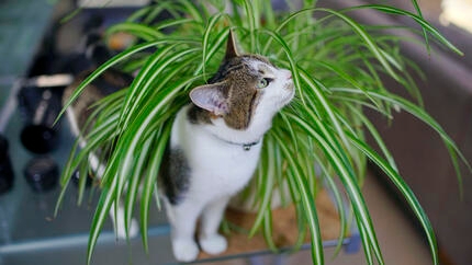 Gato a cheirar uma planta