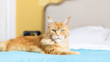 Gato sentado na cama