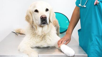 Golden retriever deitado na mesa do veterinário