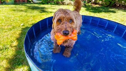 Cachorro se refrescando na piscina