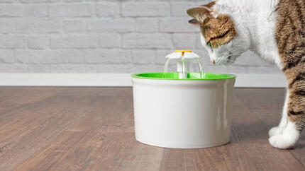 Gato olhando para fonte de água de brinquedo