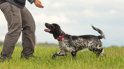 Treino de obediência para cães