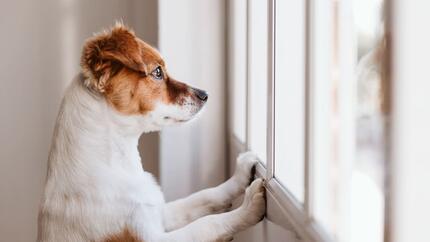 Durante quanto tempo pode deixar um cão sozinho em casa?