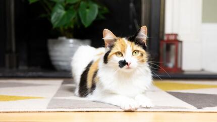 Quanto tempo um gato pode ficar sozinho em casa?