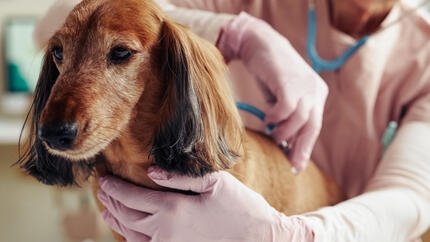 Cão sénior sendo examinado pelo veterinário