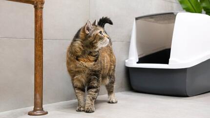 Gato perto da caixa de areia