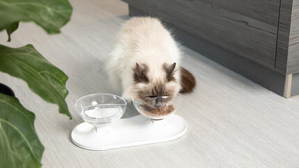 Gato branco comendo