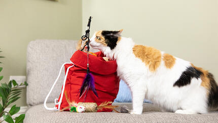 Gato cheirando brinquedos