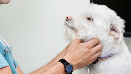 Leishmaniose em cães