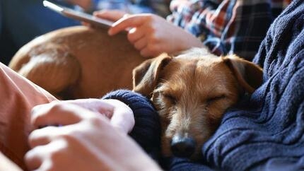 Um cão a dormir no braço de uma pessoa.