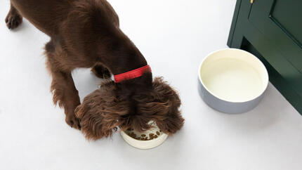 O que os cães gostam de comer? Descobre alimentos seguros