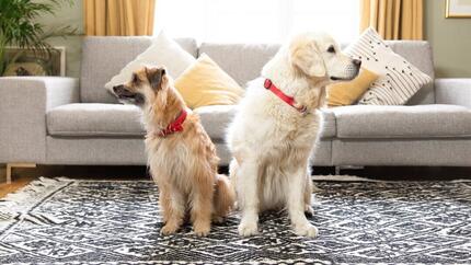 Os cães conseguem ver fantasmas?