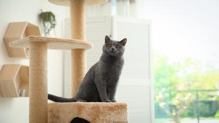 Os gatos conseguem ver fantasmas?