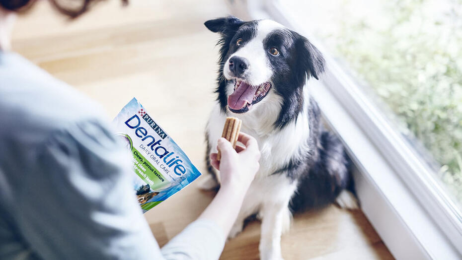 Snacks para cão Dentalife