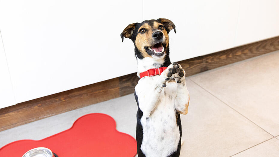 Produtos PURINA: ração para cães de raças mini ou pequenas