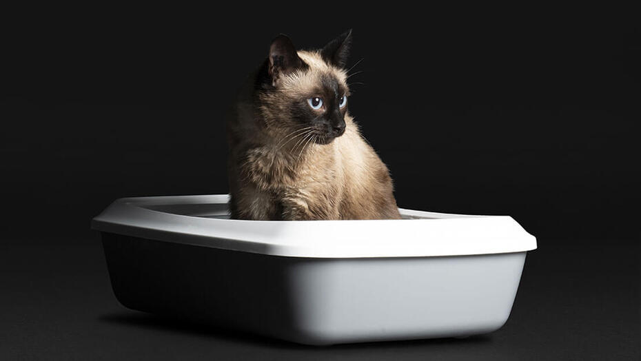 pro plan gato na caixa de areia
