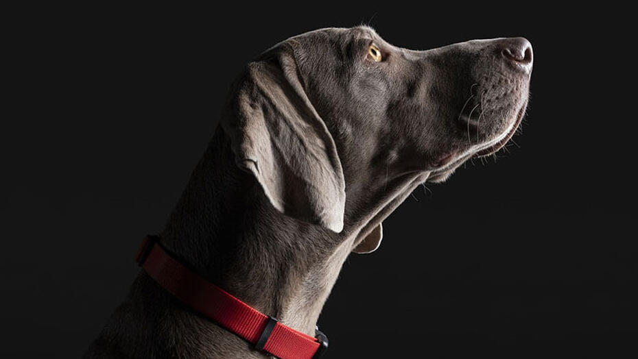 Lista de fórmulas para cães Pro Plan® Veterinary Diets