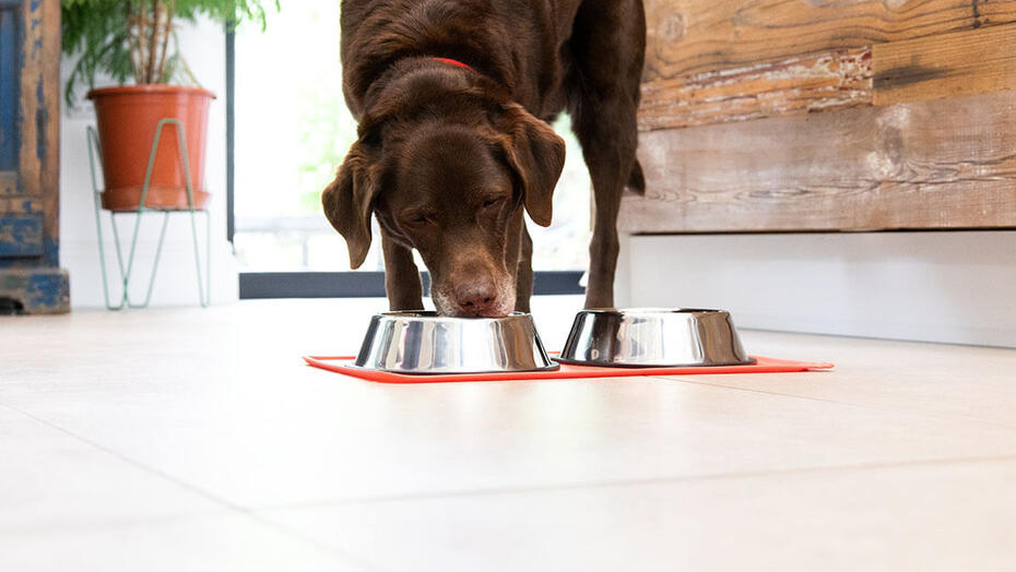 Produtos PURINA: Dieta para cão com insuficiência renal