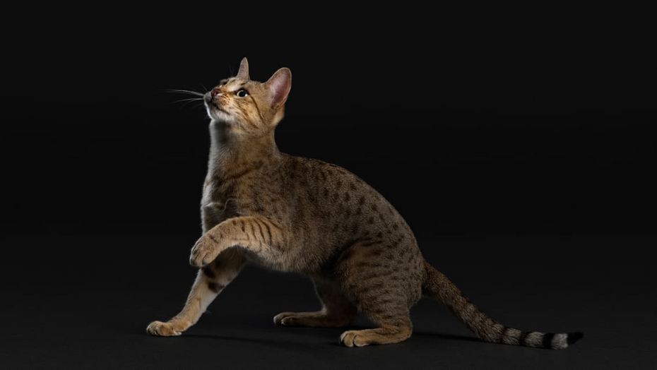 Gato em fundo preto