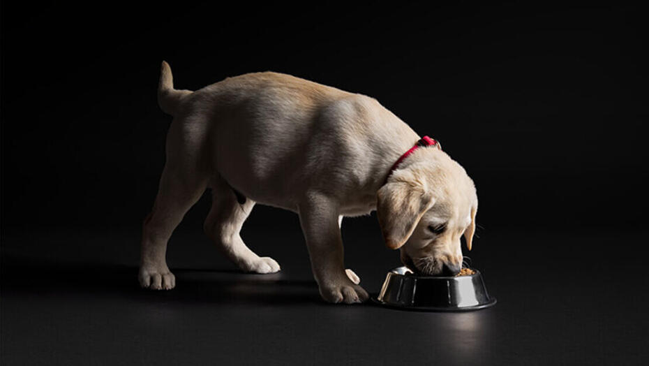 Filhotes de labrador Pro Plan