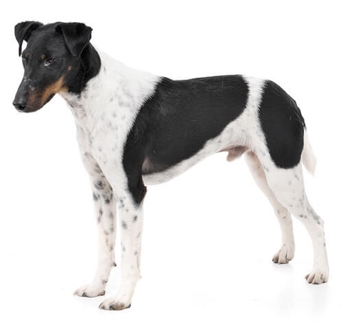 Fox Terrier de pelo Liso