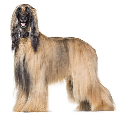 Galgo Afegão
