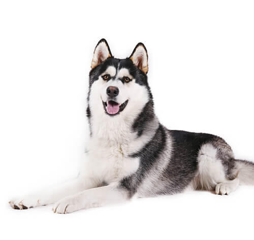 Malamute do Alasca