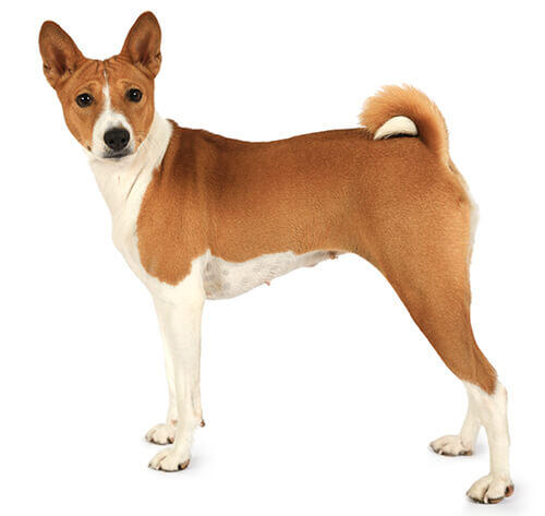 cão Basenji