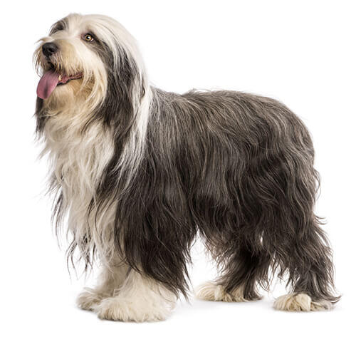 Bearded Collie