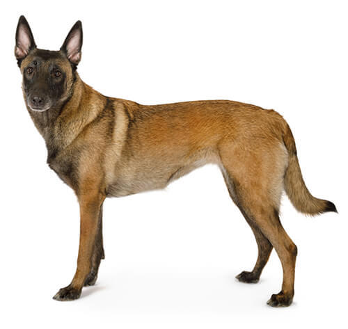 Pastor Belga Malinois