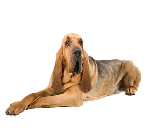 Bloodhound/Cão de Santo Humberto