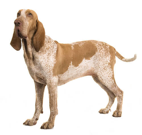 Braco Italiano