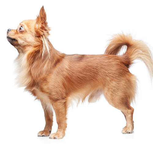 Chihuahua (Pelo Comprido)