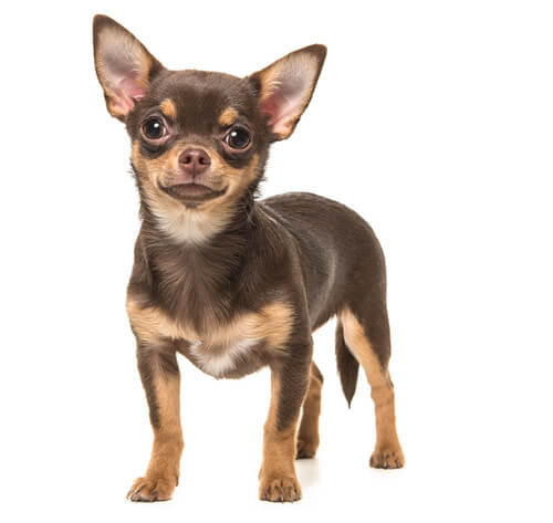 Chihuahua (Pelo Curto)