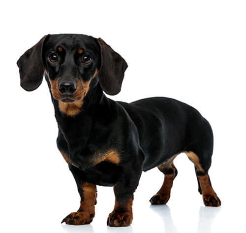 cão Dachshund de pelo sedoso